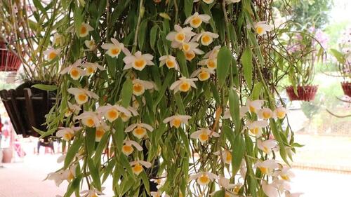 Hoàng thảo nghệ tâm.