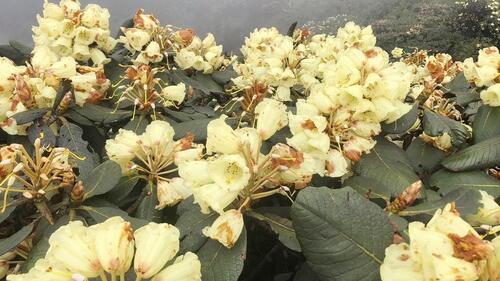 Sau chặng đường di chuyển dài, du khách sẽ được ngắm những rừng hoa Đỗ Quyên nhiều màu sắc đang trong giai đoạn khoe sắc đẹp nhất. (Ảnh: BBT)