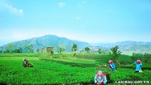 Đến đây, du khách còn được tìm hiểu cách người dân thu hái chè.