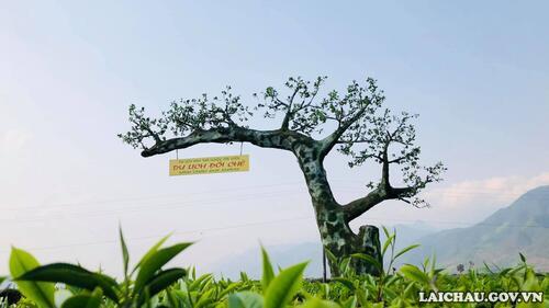 Đồi chè Tân Uyên sẽ là điểm du lịch hấp dẫn cho du khách khi đến tham quan và trải nghiệm. (Ảnh: Minh Tuấn)