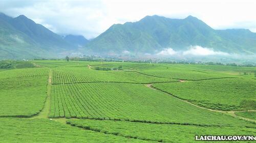 Toàn cảnh đồi chè Tân Uyên nhìn từ trên cao. (Ảnh: Minh Tuấn)