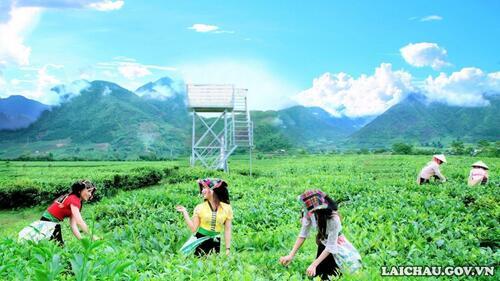 ... và có thể tự tay hái những búp chè xanh. (Ảnh chụp tháng 3/2021)