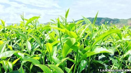 Những búp chè xanh non đang vươn mình trong nắng.