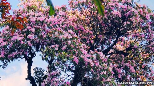 Vào thời điểm này, đến Khu du lịch Cầu kính Rồng Mây du khách sẽ được mãn nhãn ngắm và chụp ảnh bên những cây Đỗ Quyên đang bung hoa với đủ màu sắc rực rỡ.