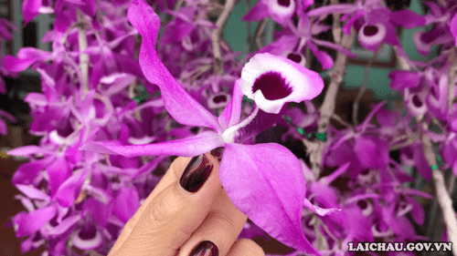 Mặt bông Hoàng thảo kèn Lai Châu có sức cuốn hút kỳ lạ.
